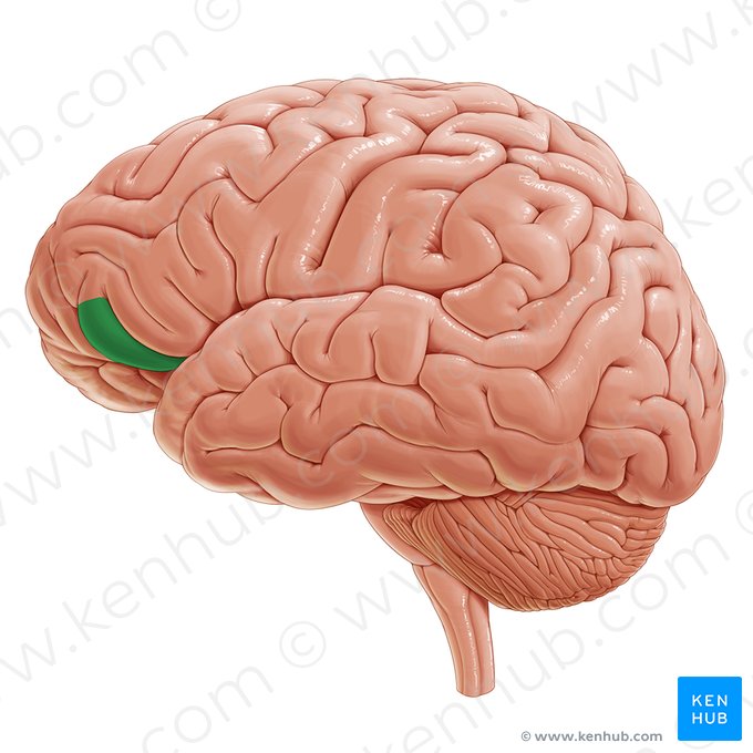 Orbital part of inferior frontal gyrus (Pars orbitalis gyri frontalis inferioris); Image: Paul Kim