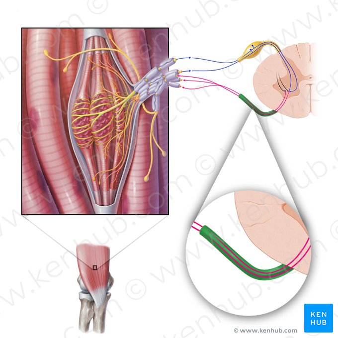 Raíz anterior del nervio espinal (Radix anterior nervi spinalis); Imagen: Paul Kim