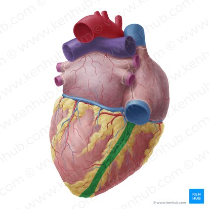 Inferior interventricular sulcus (Sulcus interventricularis inferior); Image: Yousun Koh