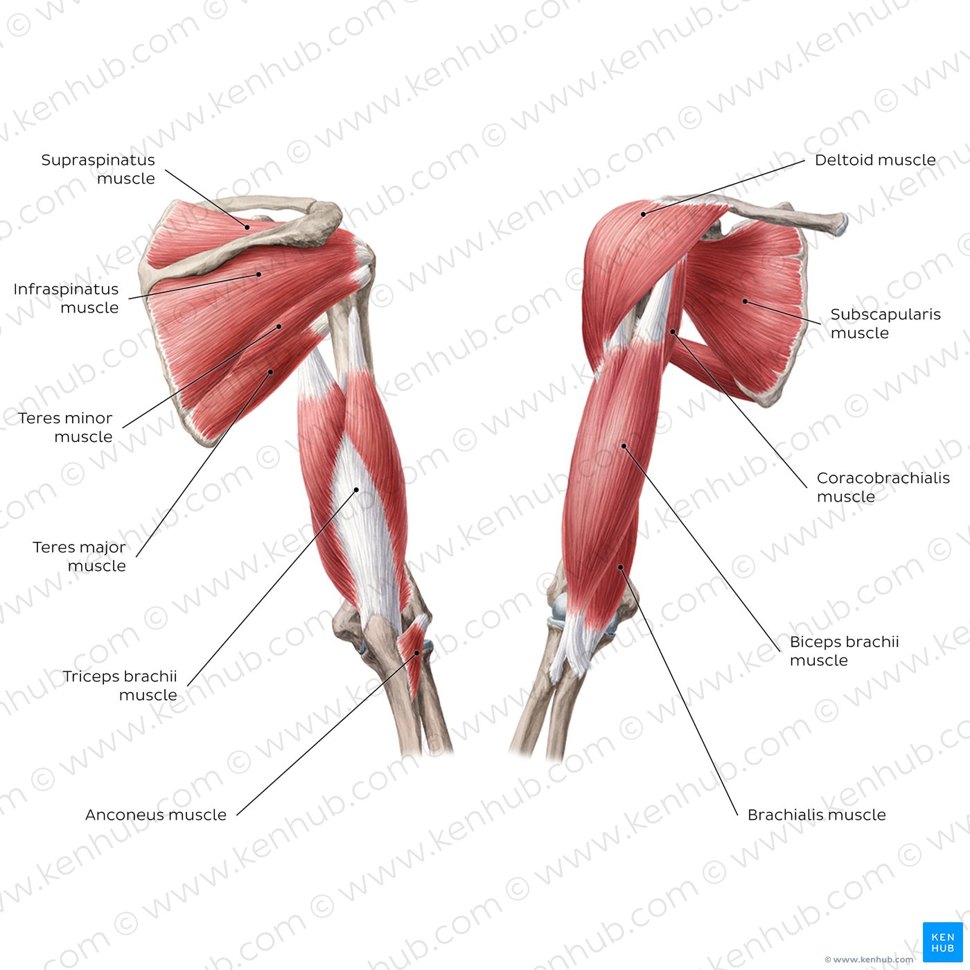 Muscles of the arm and shoulder