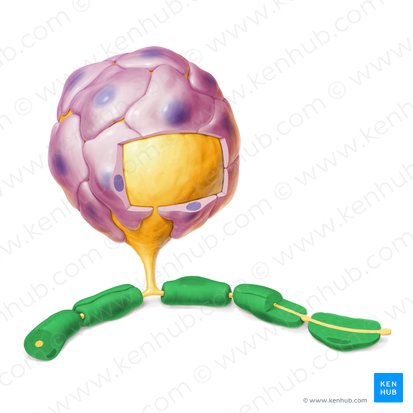 Myelin sheath (Stratum myelini); Image: Paul Kim