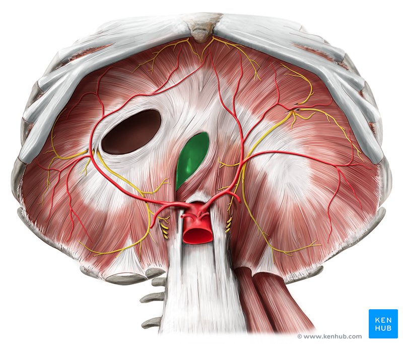 Hiatus oesophageus / Speiseröhrenspalt (kaudale Ansicht)
