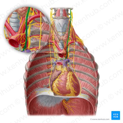Left vagus nerve (Nervus vagus sinister); Image: Yousun Koh