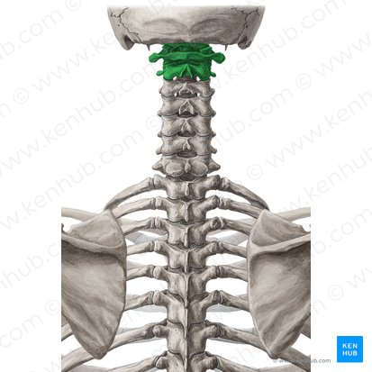 Craniovertebral joints (Juncturae craniovertebrales); Image: Yousun Koh