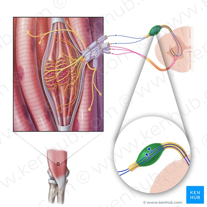 Ganglio espinal (Ganglion spinale); Imagen: Paul Kim