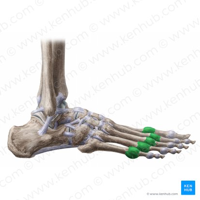 Capsules of metatarsophalangeal joints (Capsulae articulationum metatarsophalangearum); Image: Liene Znotina