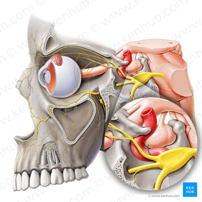 Tentorial branch of ophthalmic nerve (Ramus tentorius nervi ophthalmici); Image: Paul Kim