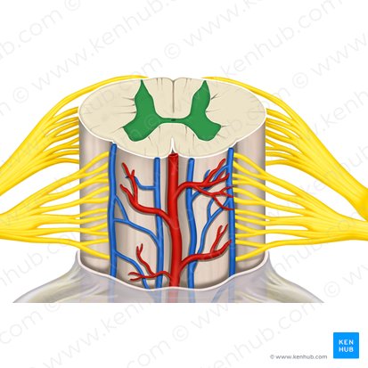 Substantia grisea (Graue Substanz); Bild: Rebecca Betts