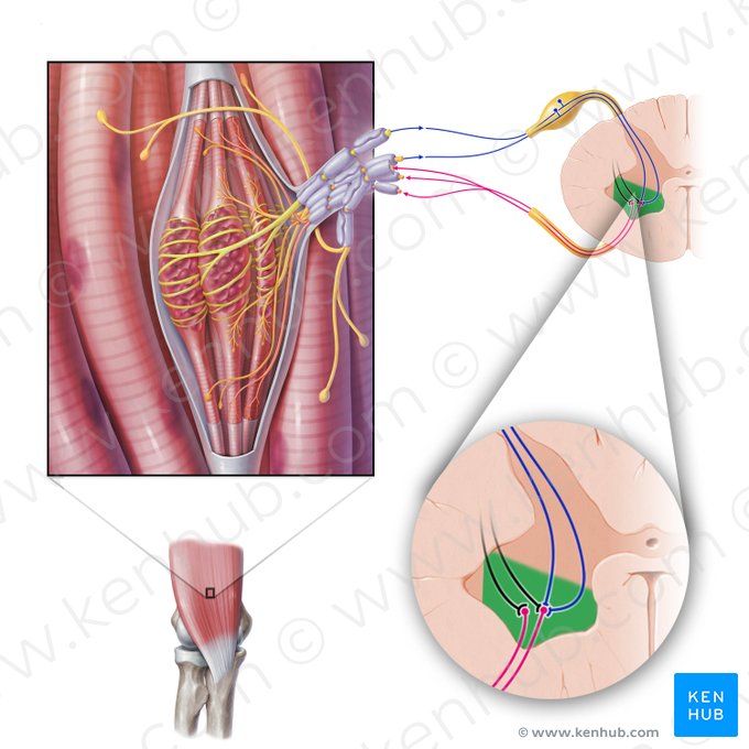 Asta anterior de la médula espinal (Cornu anterius medullae spinalis); Imagen: Paul Kim