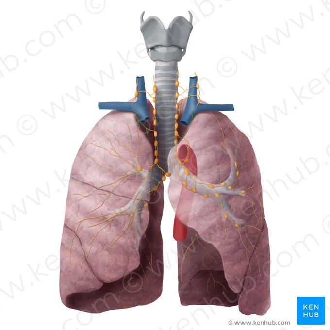 Bronchomediastinal lymphatic trunk (Truncus lymphaticus bronchomediastinalis); Image: Begoña Rodriguez