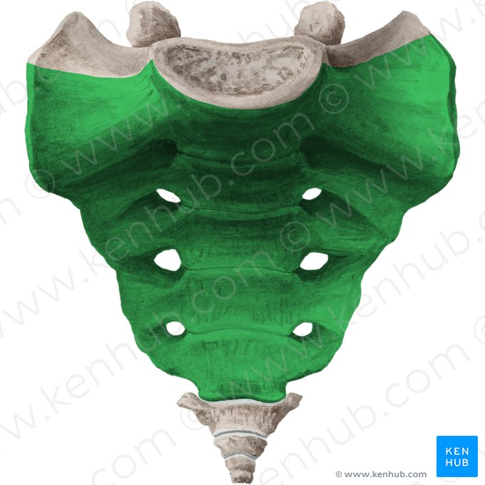 Pelvic surface of sacrum (Facies pelvica ossis sacri); Image: Liene Znotina