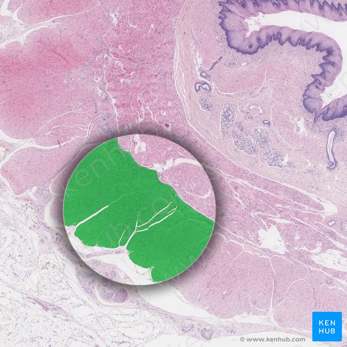 Stratum longitudinale externum tunicae muscularis (Äußere Längsmuskelschicht); Bild: 