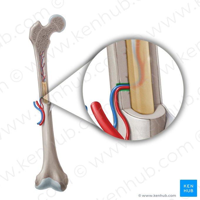 Nutrient canal (Canalis nutricius); Image: Paul Kim