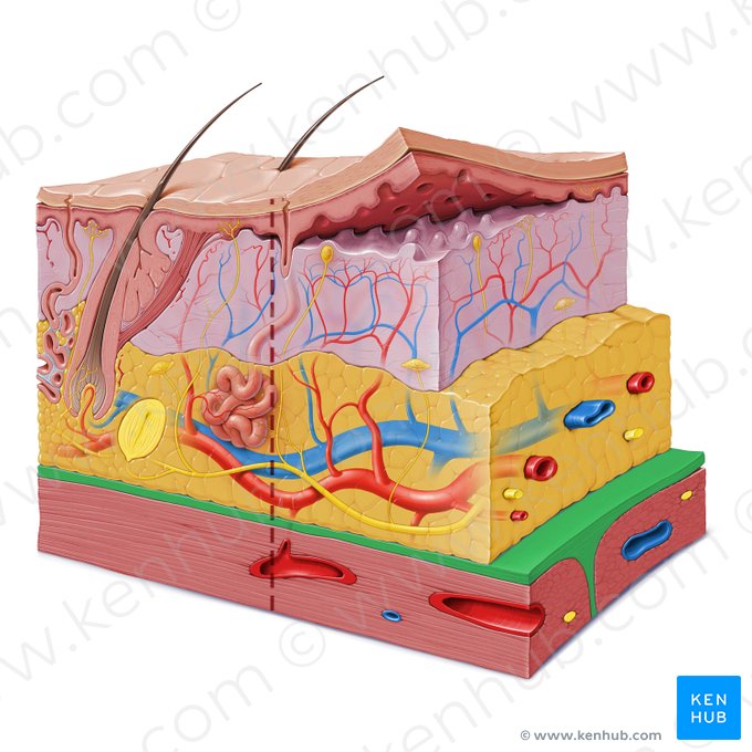 Fáscia (Fascia); Imagem: Paul Kim