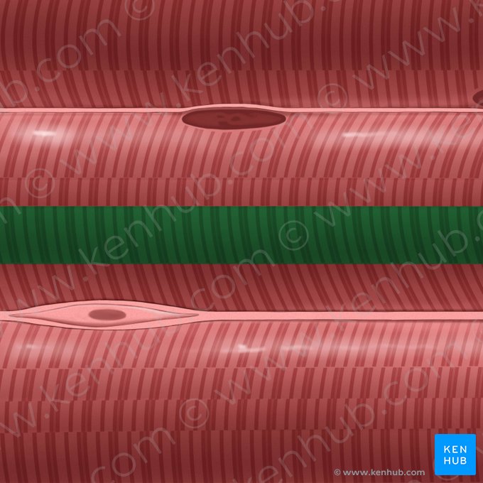 Myofibrilla (Myofibrille); Bild: Tal Bavli Ziv