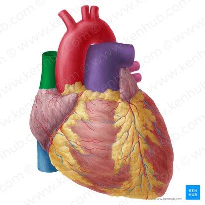 Veine cave supérieure (Vena cava superior); Image : Yousun Koh