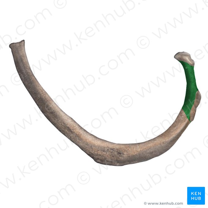 Neck of 2nd rib (Collum costae 2); Image: Begoña Rodriguez