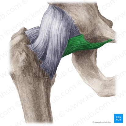 Ligamentum pubofemorale (Schambein-Oberschenkelknochen-Band); Bild: Liene Znotina