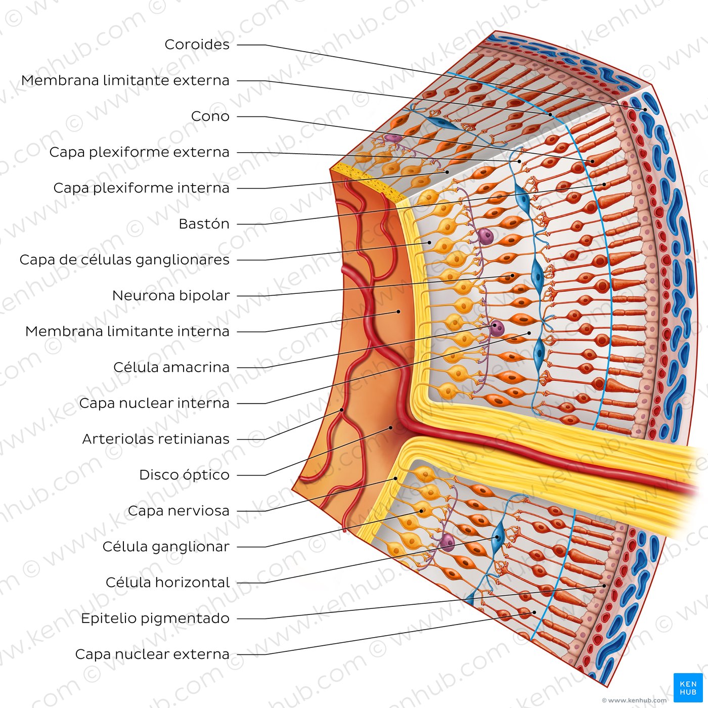 Retina