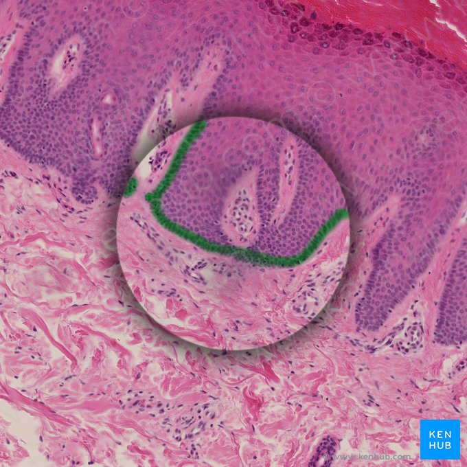 Stratum basale epidermis (Basalzellschicht der Epidermis); Bild: 