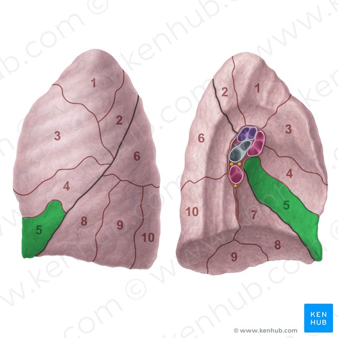 Inferior lingular segment of left lung (Segmentum lingulare inferius pulmonis sinistri); Image: Paul Kim