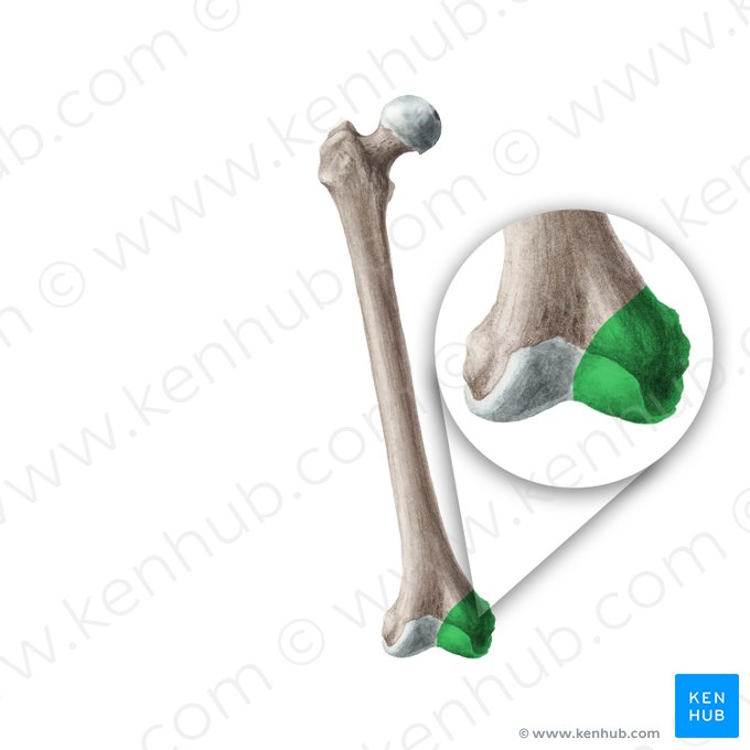 Medial condyle of femur (Condylus medialis ossis femoris); Image: Liene Znotina
