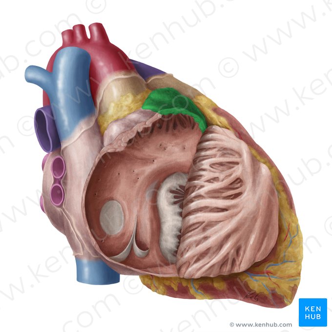 Right auricle of heart (Auricula dextra cordis); Image: Yousun Koh