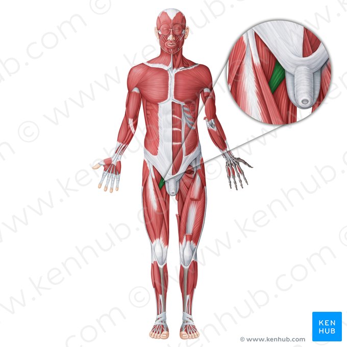 Músculo pectíneo (Musculus pectineus); Imagem: Irina Münstermann