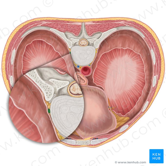 Right sympathetic trunk (Truncus sympathicus dexter); Image: Brendon Farley