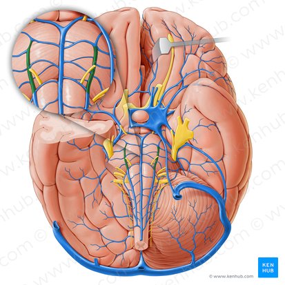 Anterolateral pontine vein (Vena anterolateralis pontis); Image: Paul Kim