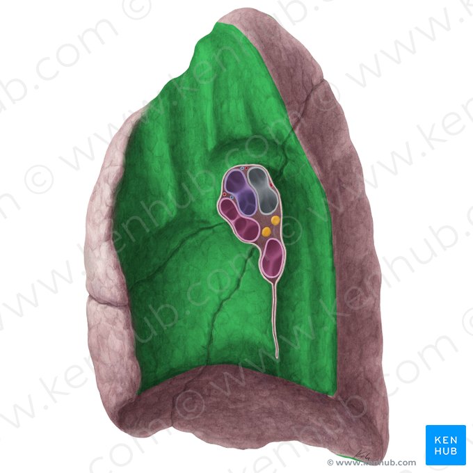 Facies mediastinalis pulmonis dextri (Mittelfellseitige Fläche der rechten Lunge); Bild: Yousun Koh