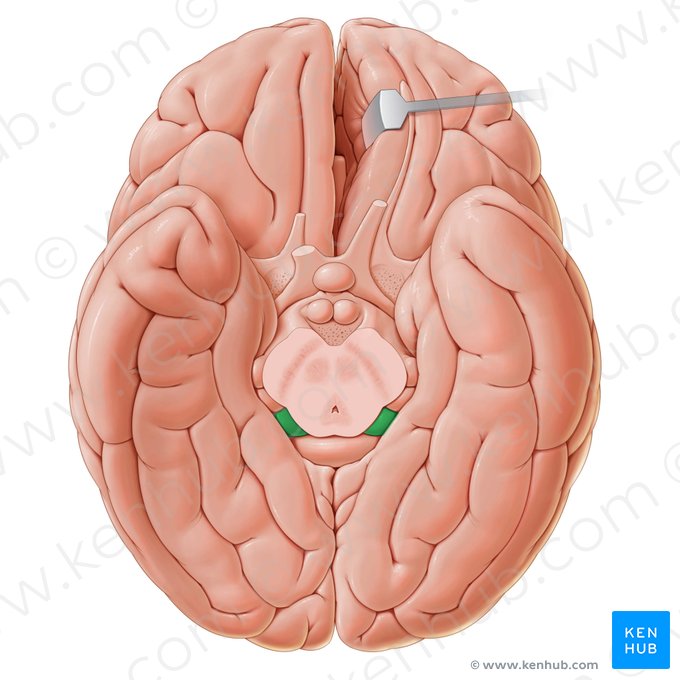 Pulvinar thalami (Pulvinar des Thalamus); Bild: Paul Kim