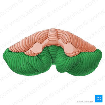 Posterior lobe of cerebellum (Lobus posterior cerebelli); Image: Paul Kim