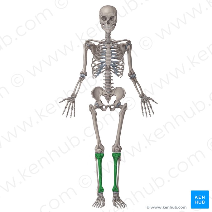 Tibia; Image: Irina Münstermann