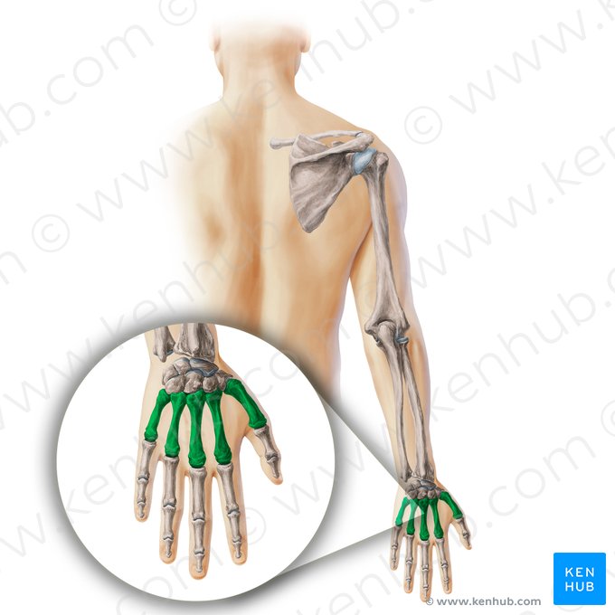 Metacarpal bones (Ossa metacarpi); Image: Paul Kim