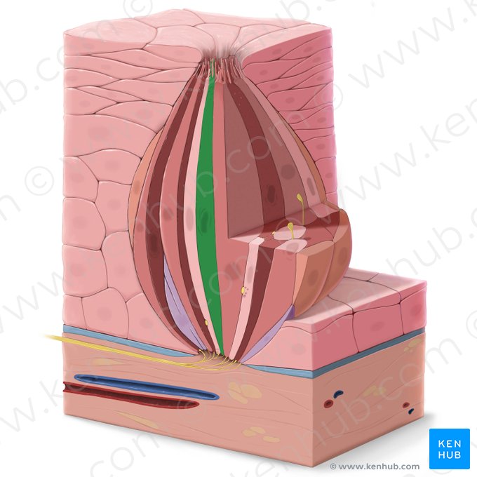 Célula epitelial gustativa tipo I (Epitheliocytus sensorius gustatorius typi I); Imagen: Tal Bavli Ziv