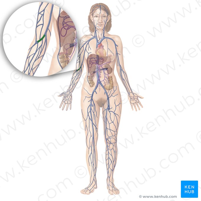 Median cubital vein (Vena mediana cubiti); Image: Begoña Rodriguez