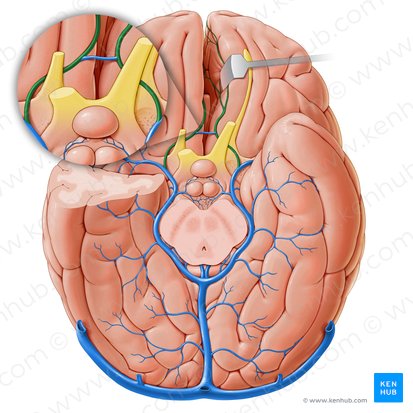 Vena anterior cerebri (Vordere Hirnvene); Bild: Paul Kim