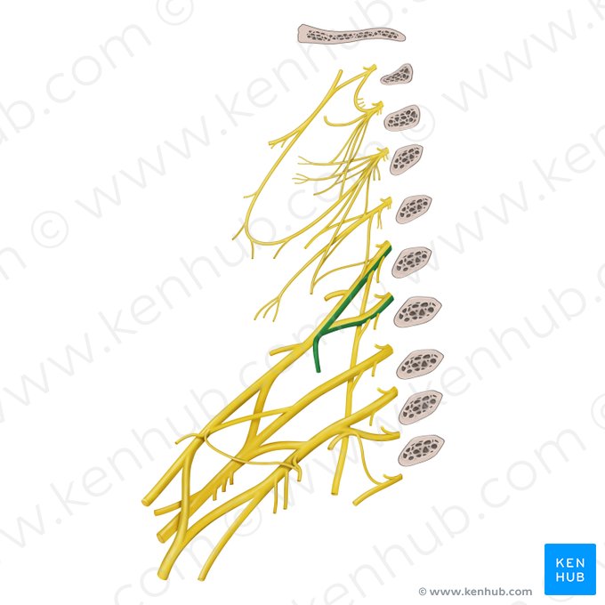 Subclavian nerve (Nervus subclavius); Image: Begoña Rodriguez