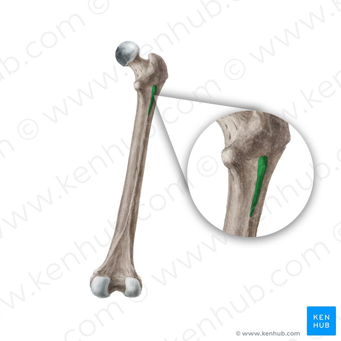 Gluteal tuberosity of femur (Tuberositas glutea ossis femoris); Image: Liene Znotina