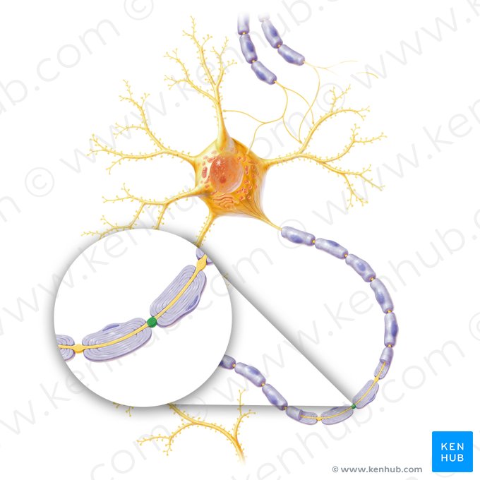 Myelin sheath gap (Nodus interruptionis myelini); Image: Paul Kim