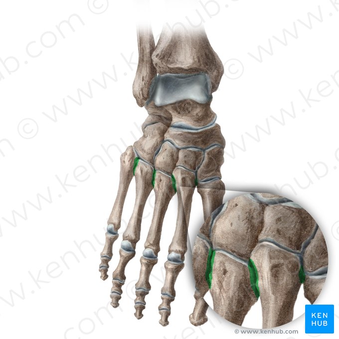 Intermetatarsal joints (Articulationes intermetatarseae); Image: Liene Znotina
