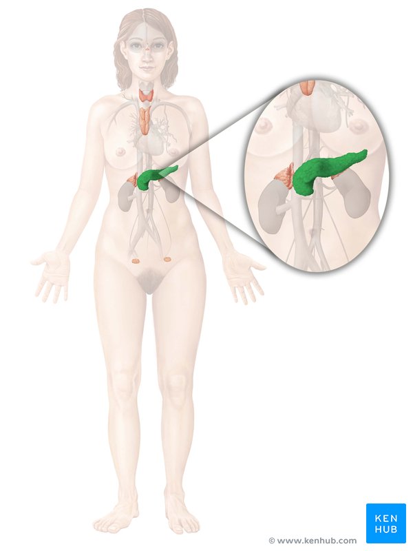 Pâncreas (vista anterior)