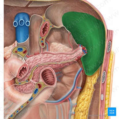 Splenic recess (Recessus splenicus); Image: Irina Münstermann