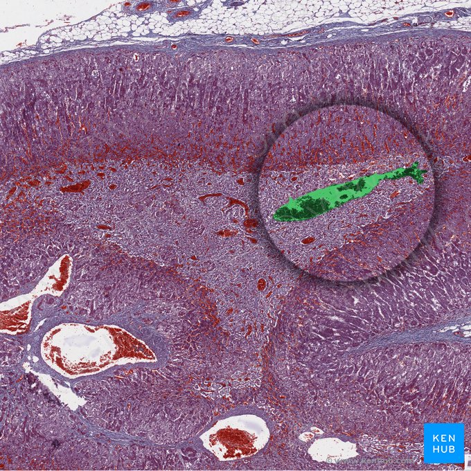 Vena centralis medullaris (Zentralvene des Nebennierenmarks); Bild: 