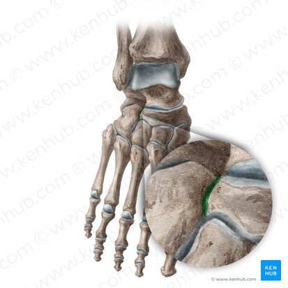 Cuboideonavicular joint (Articularis cuboideonavicularis); Image: Liene Znotina