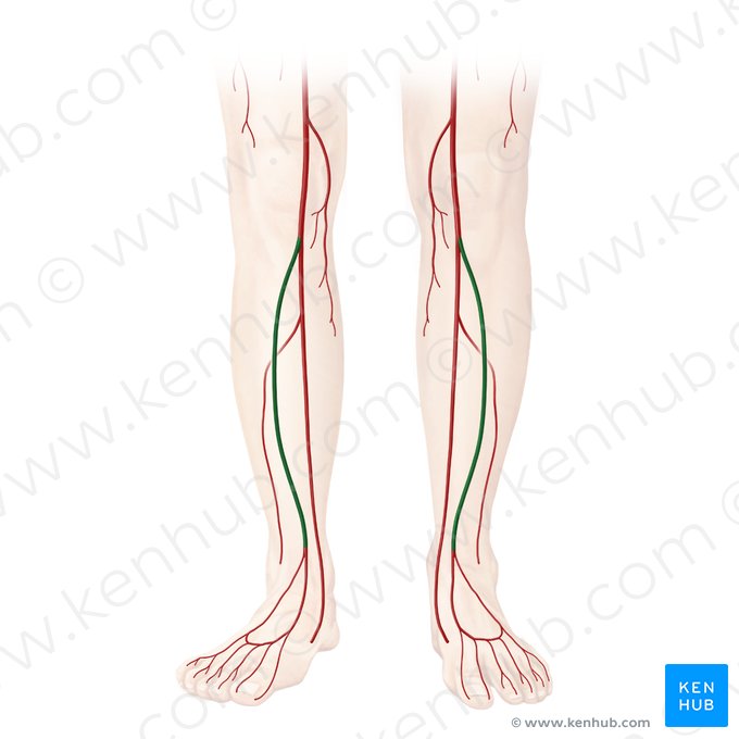 Anterior tibial artery (Arteria tibialis anterior); Image: Begoña Rodriguez