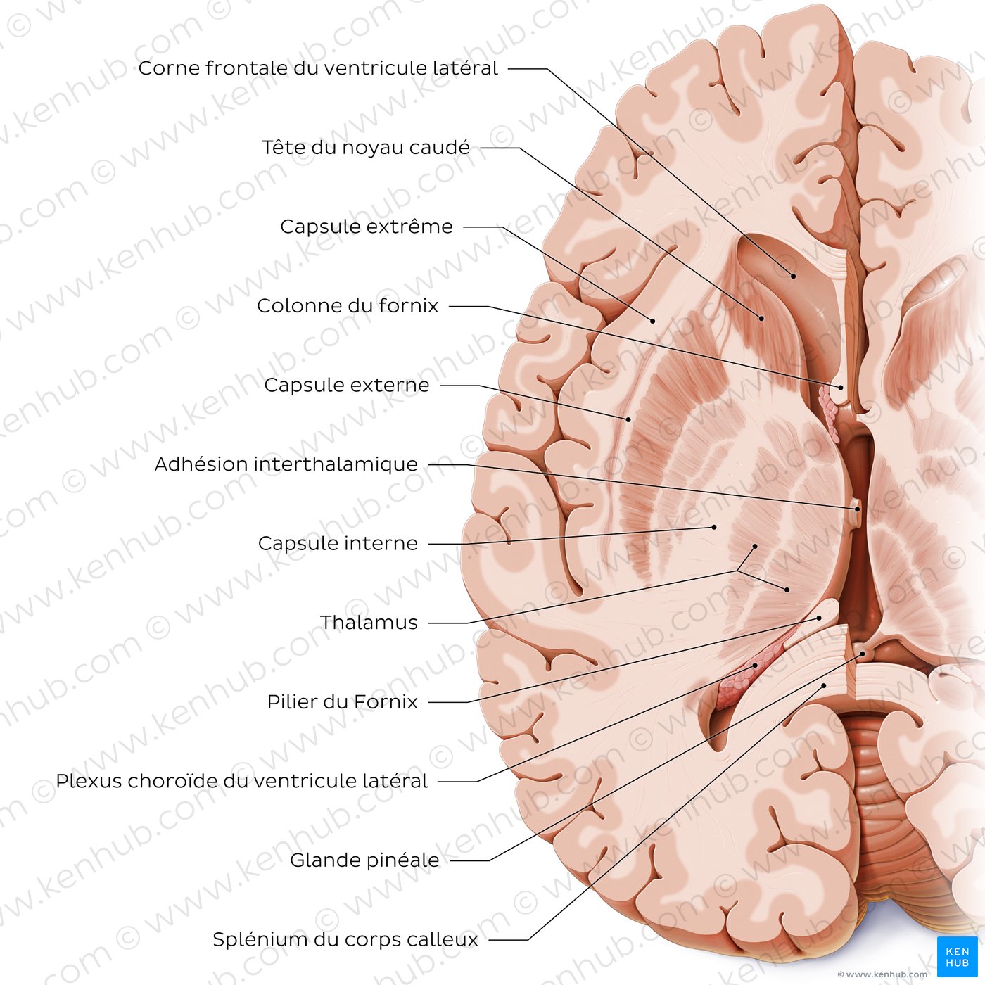 Horizontal section of the brain: Section A