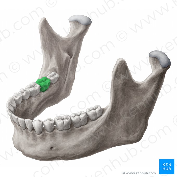 Dens molaris secundus dexter mandibularis (Rechter unterer 2. Molar); Bild: Yousun Koh