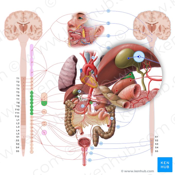 Suprarenal gland (Glandula suprarenalis); Image: Paul Kim